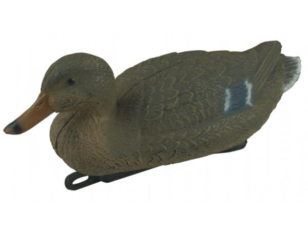 PATO COMUN - Imagen 2