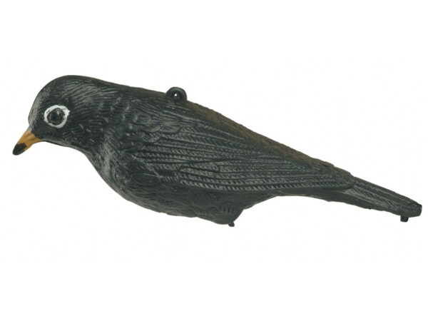TORDO NEGRO